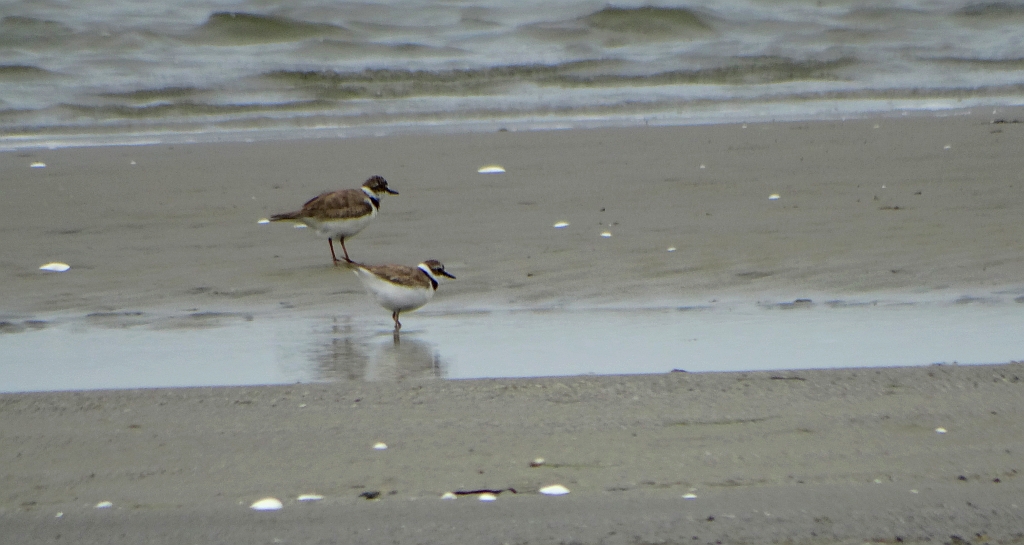 Sieweczka obrożna, lądowiec (Charadrius hiaticula)