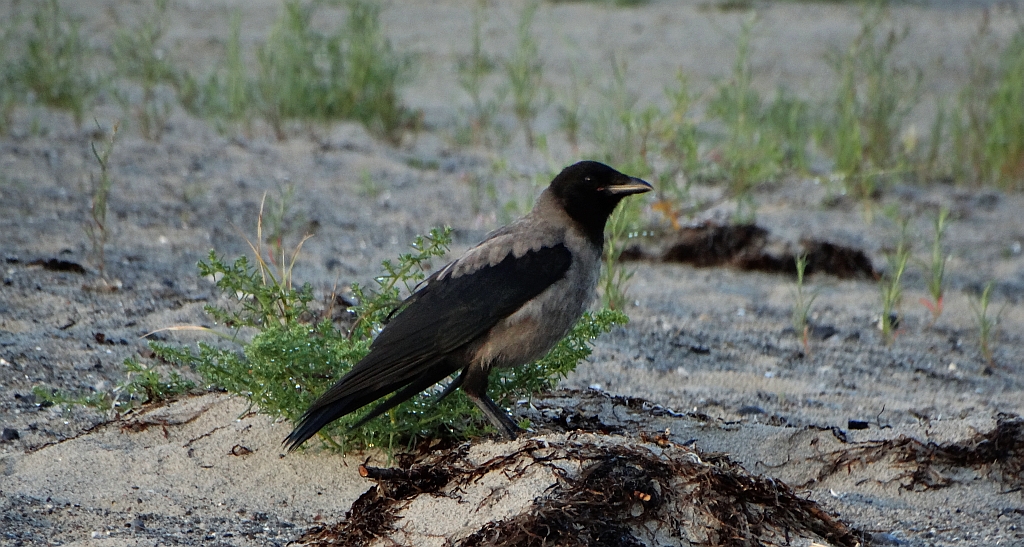 Wrona siwa, wrona (Corvus cornix)