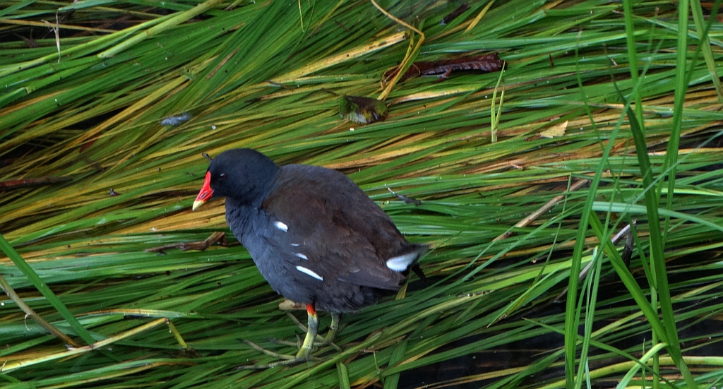 Kokoszka zwyczajna, kokoszka, kokoszka wodna, kurka wodna (Gallinula chloropus)