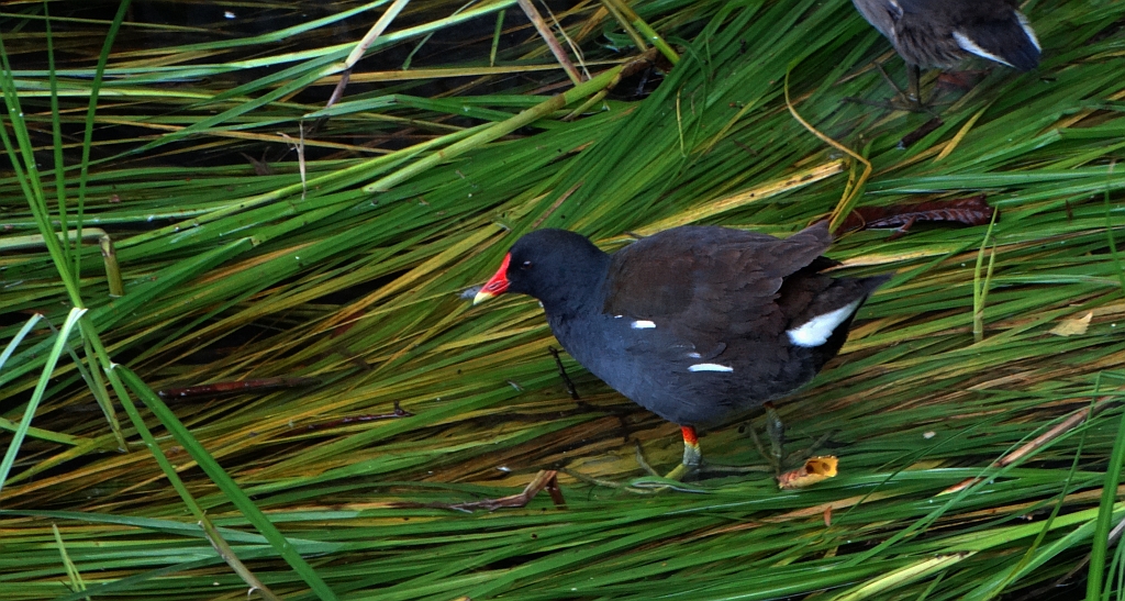 Kokoszka zwyczajna, kokoszka, kokoszka wodna, kurka wodna (Gallinula chloropus)