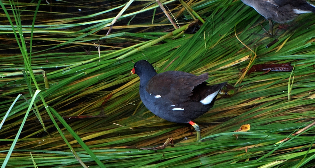 Kokoszka zwyczajna, kokoszka, kokoszka wodna, kurka wodna (Gallinula chloropus)