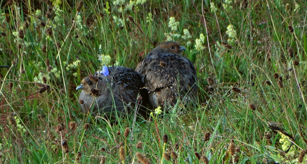 Kuropatwa zwyczajna, kuropatwa (Perdix perdix)