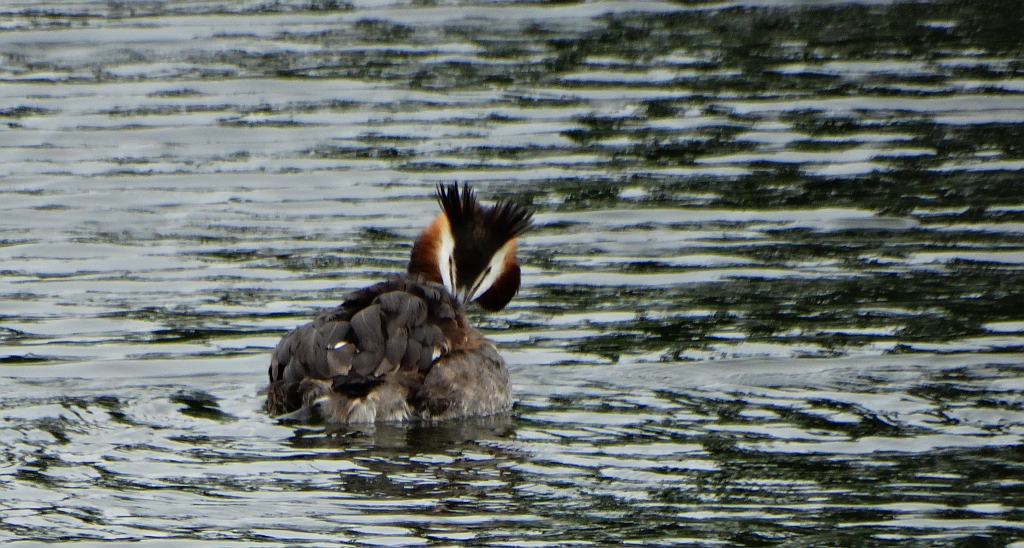 Perkoz dwuczuby (Podiceps cristatus)
