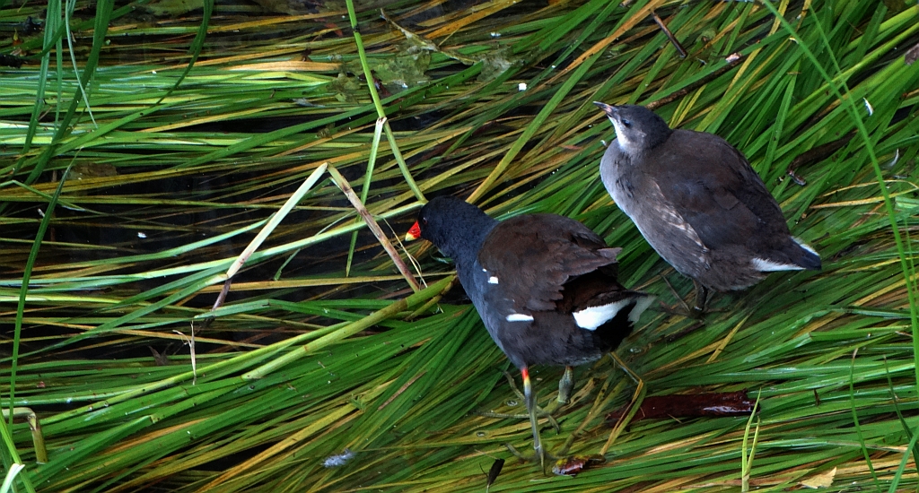 Kokoszka zwyczajna, kokoszka, kokoszka wodna, kurka wodna (Gallinula chloropus)