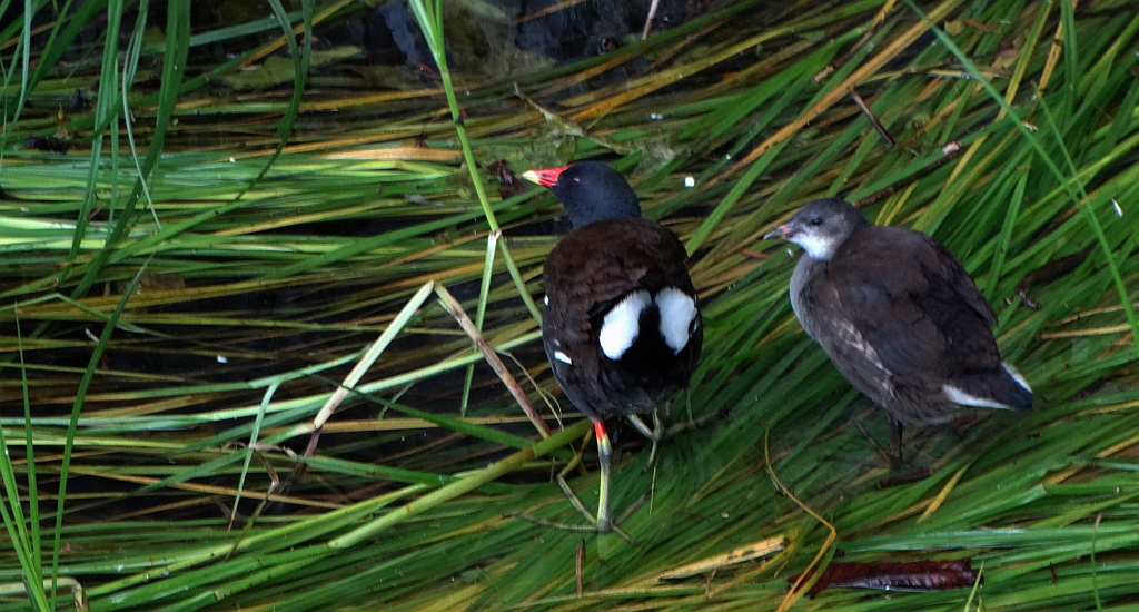 Kokoszka zwyczajna, kokoszka, kokoszka wodna, kurka wodna (Gallinula chloropus)