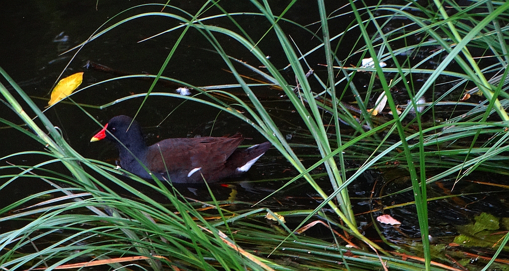 Kokoszka zwyczajna, kokoszka, kokoszka wodna, kurka wodna (Gallinula chloropus)