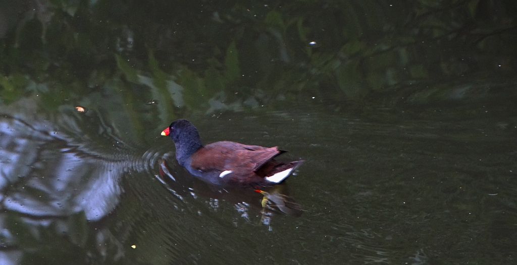 Kokoszka zwyczajna, kokoszka, kokoszka wodna, kurka wodna (Gallinula chloropus)