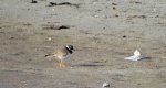 Sieweczka obrożna, lądowiec (Charadrius hiaticula)
