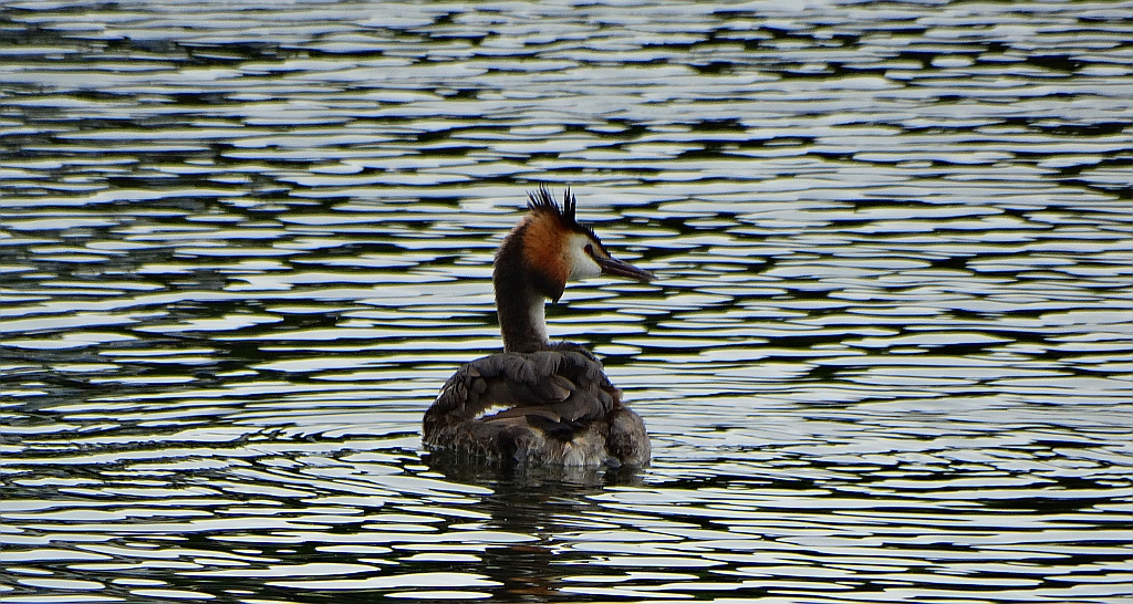Perkoz dwuczuby (Podiceps cristatus)