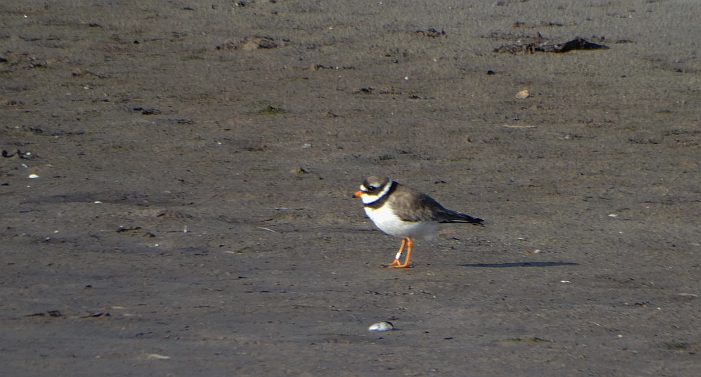 Sieweczka obrożna, lądowiec (Charadrius hiaticula)