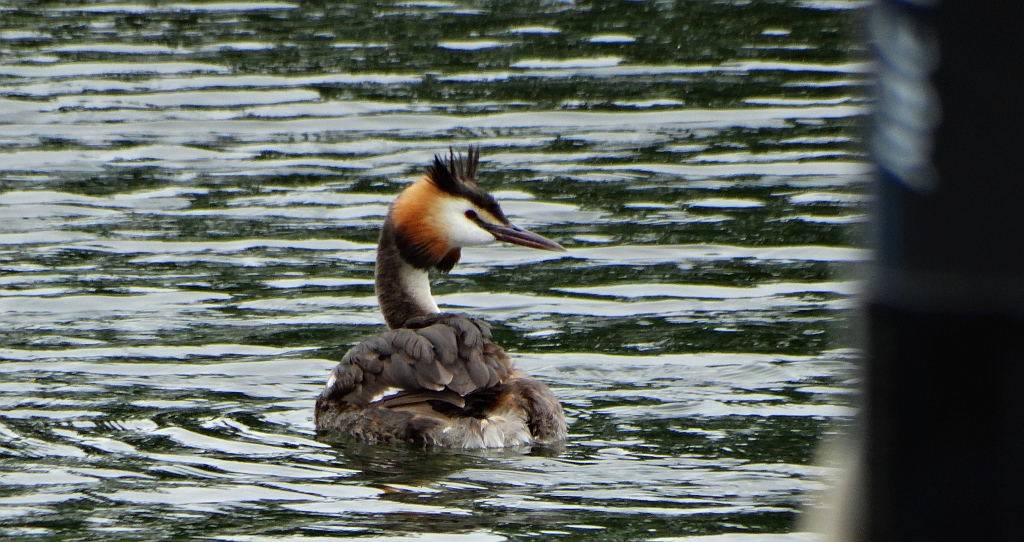 Perkoz dwuczuby (Podiceps cristatus)