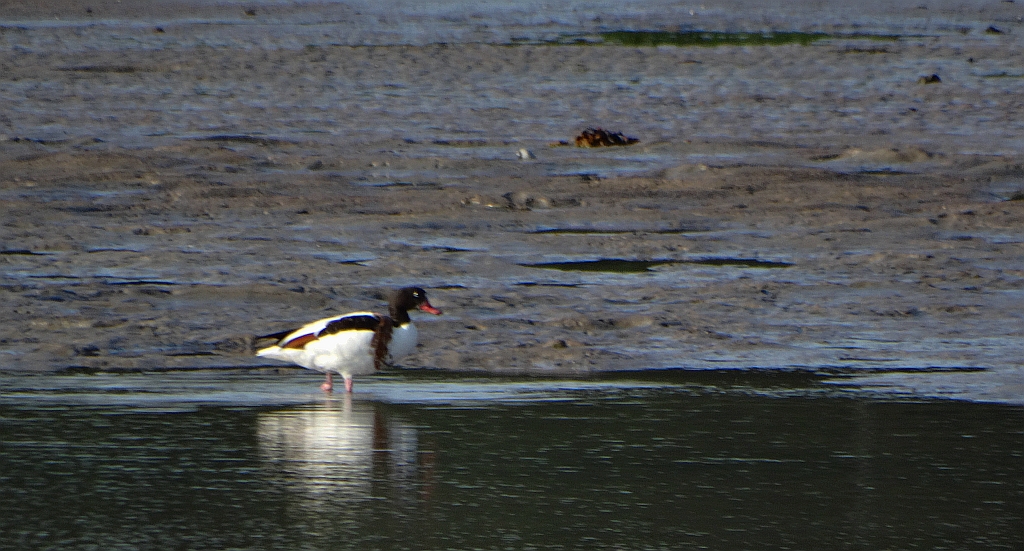 Ohar, podgorzelec, kaczka norowa (Tadorna tadorna)