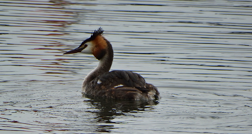 Perkoz dwuczuby (Podiceps cristatus)