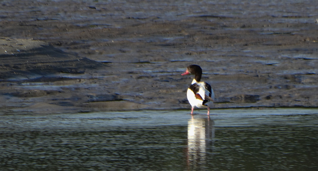 Ohar, podgorzelec, kaczka norowa (Tadorna tadorna)