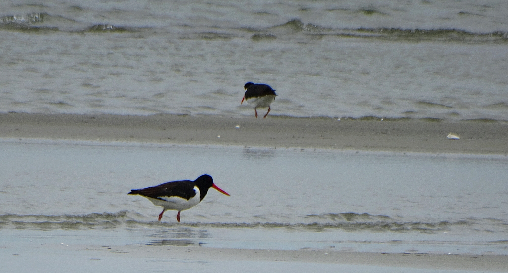 Ostrygojad zwyczajny, ostrygojad (Haematopus ostralegus)