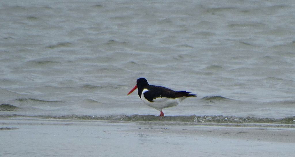 Ostrygojad zwyczajny, ostrygojad (Haematopus ostralegus)