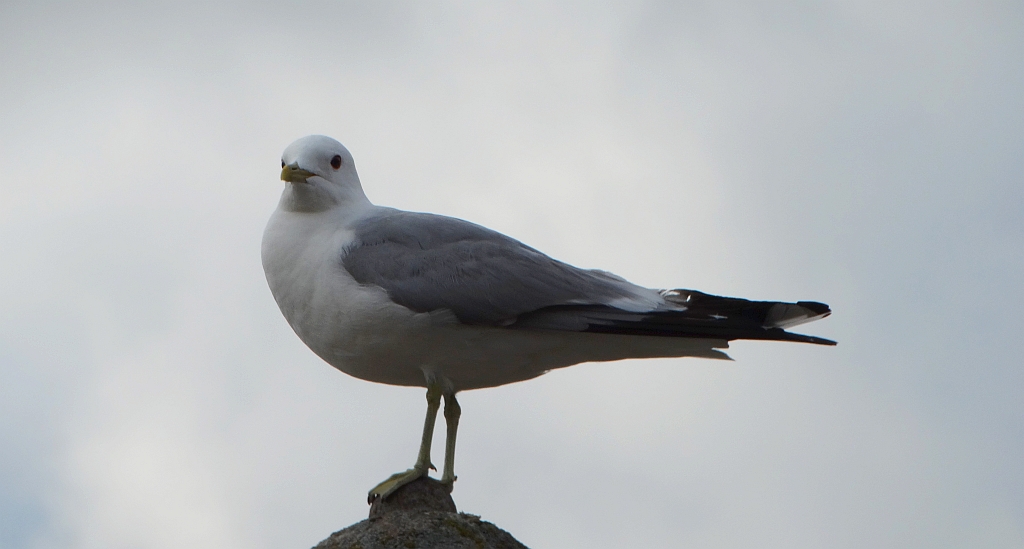 Mewa siwa, mewa pospolita (Larus canus)