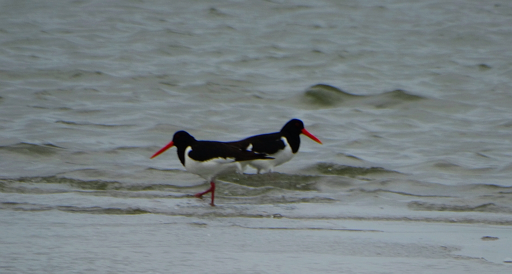 Ostrygojad zwyczajny, ostrygojad (Haematopus ostralegus)