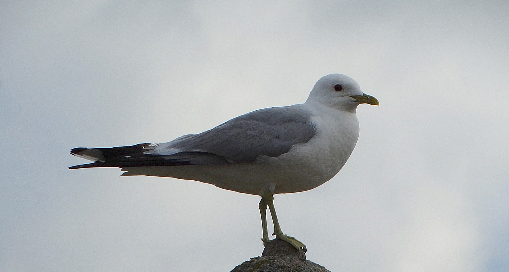 Mewa siwa, mewa pospolita (Larus canus)