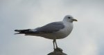 Mewa siwa, mewa pospolita (Larus canus)
