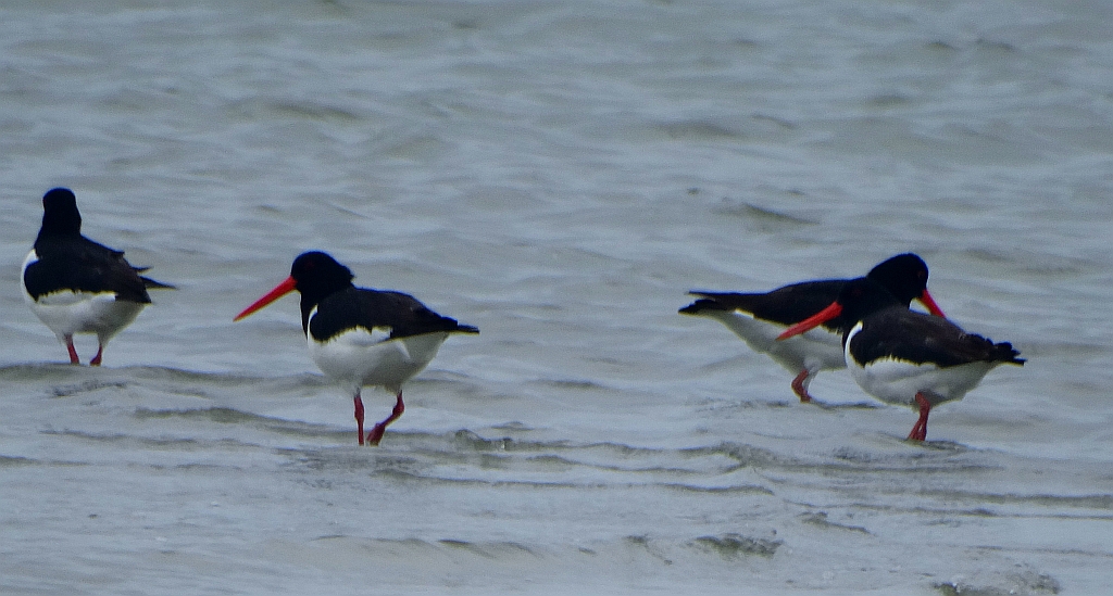 Ostrygojad zwyczajny, ostrygojad (Haematopus ostralegus)