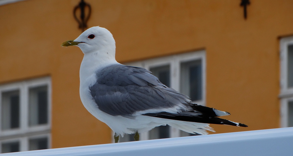 Mewa siwa, mewa pospolita (Larus canus)