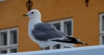Mewa siwa, mewa pospolita (Larus canus)