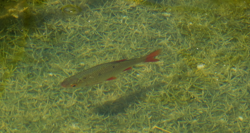 Wzdręga, krasnopiórka (Scardinius erythrophthalmus)
