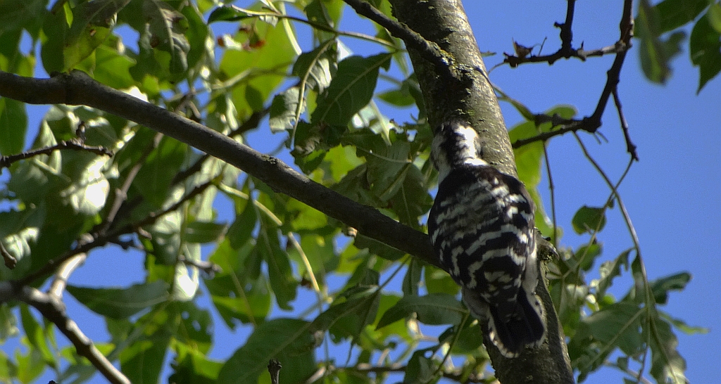 Dzięciołek (Dendrocopos minor)