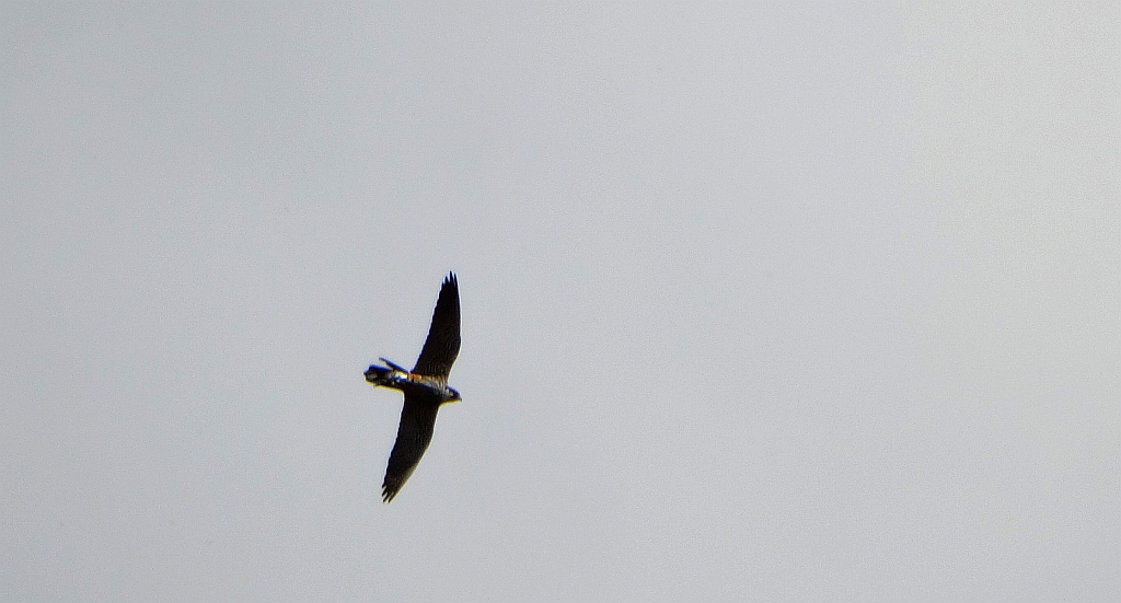 Kobuz, sokół kobuz, sokół leśny, sokolik drzewiec (Falco subbuteo)