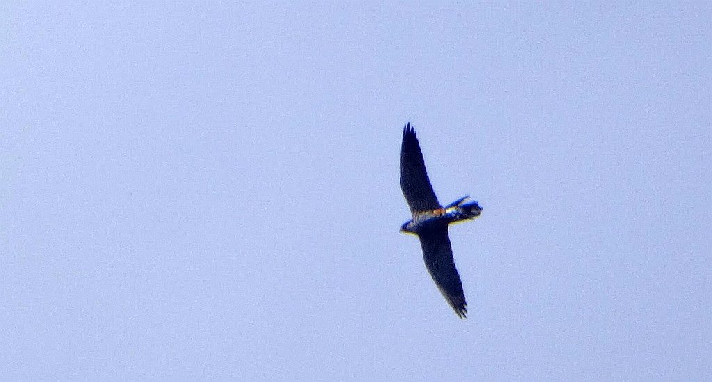 Kobuz, sokół kobuz, sokół leśny, sokolik drzewiec (Falco subbuteo)