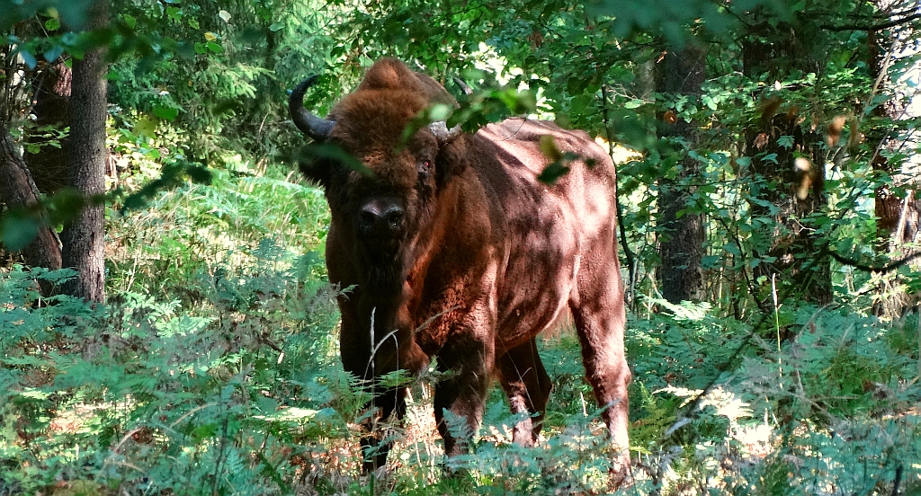 Żubr europejski (Bison bonasus)