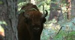 Żubr europejski (Bison bonasus)