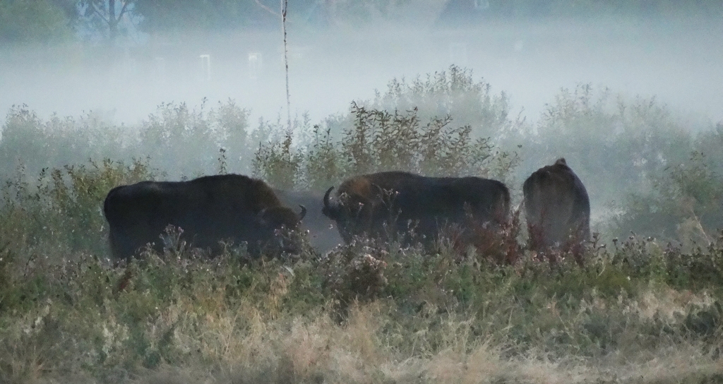 Żubr europejski (Bison bonasus)