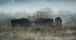 Żubr europejski (Bison bonasus)