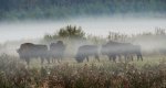 Żubr europejski (Bison bonasus)