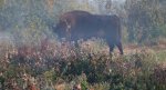 Żubr europejski (Bison bonasus)