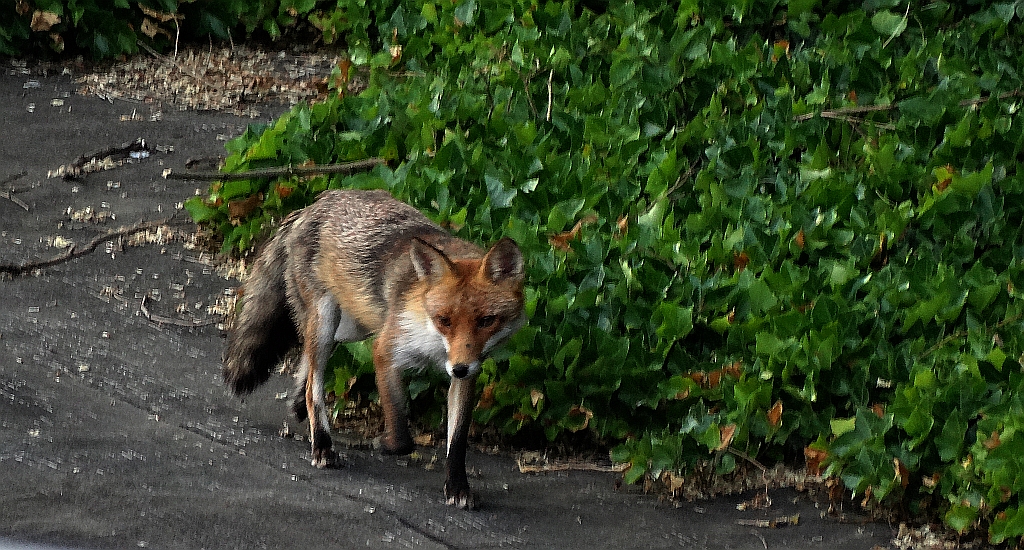 Lis pospolity, lis rudy, lis (Vulpes vulpes)