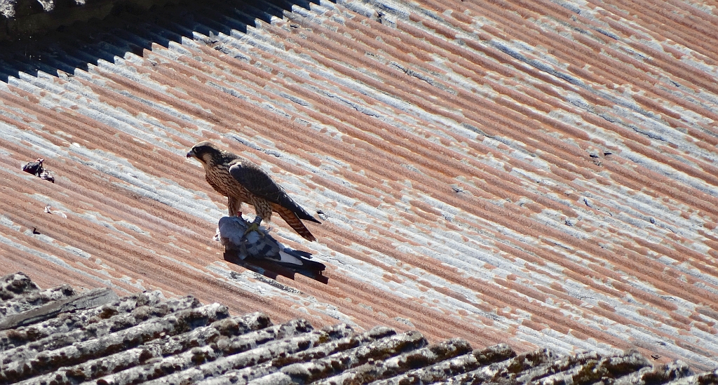 Sokół wędrowny (Falco peregrinus)