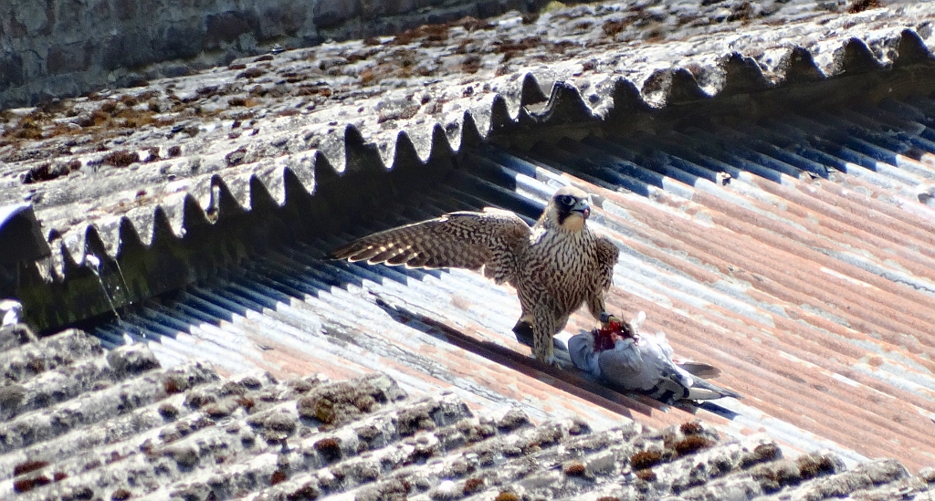 Sokół wędrowny (Falco peregrinus)