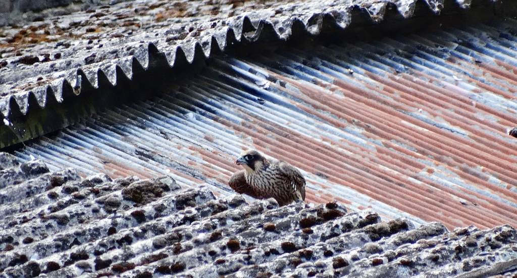 Sokół wędrowny (Falco peregrinus)