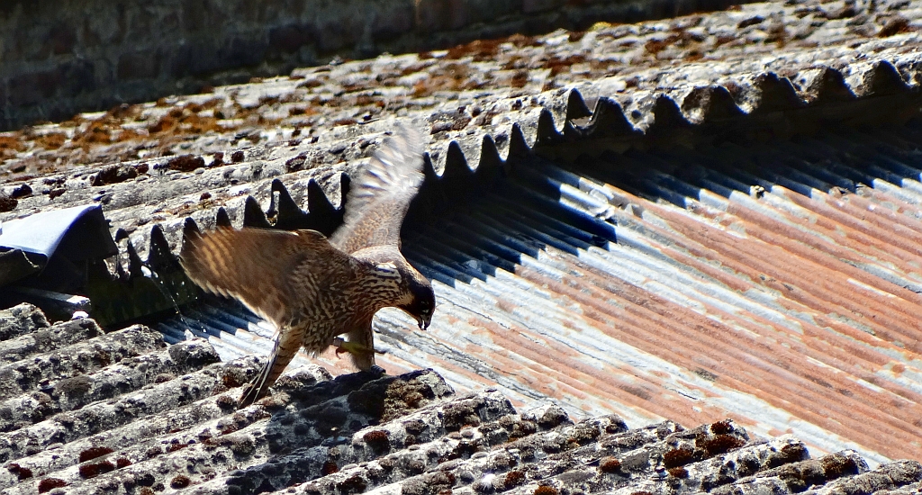 Sokół wędrowny (Falco peregrinus)