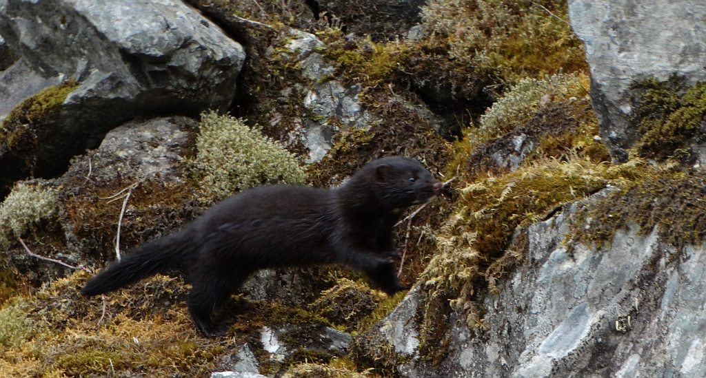 Wizon amerykański, norka amerykańska, wizon (Neovison vison)
