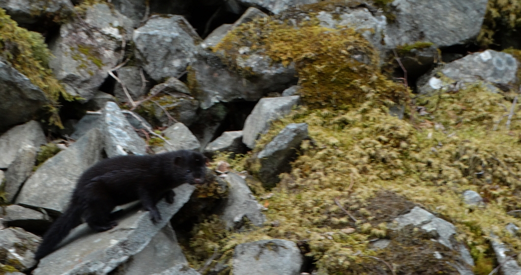 Wizon amerykański, norka amerykańska, wizon (Neovison vison)