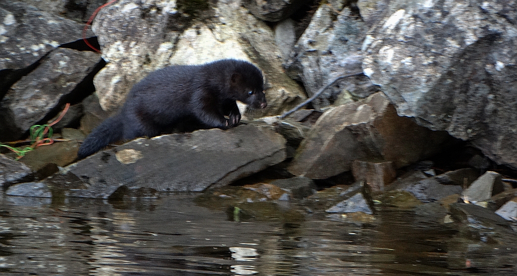 Wizon amerykański, norka amerykańska, wizon (Neovison vison)