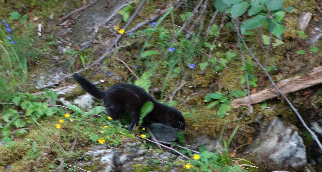 Wizon amerykański, norka amerykańska, wizon (Neovison vison)