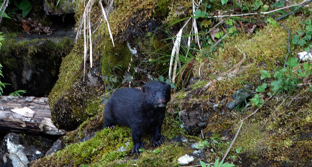 Wizon amerykański, norka amerykańska, wizon (Neovison vison)