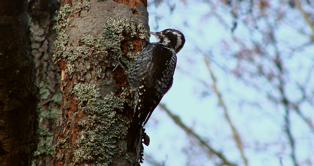 Dzięcioł trójpalczasty (Picoides tridactylus)