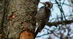 Dzięcioł trójpalczasty (Picoides tridactylus)