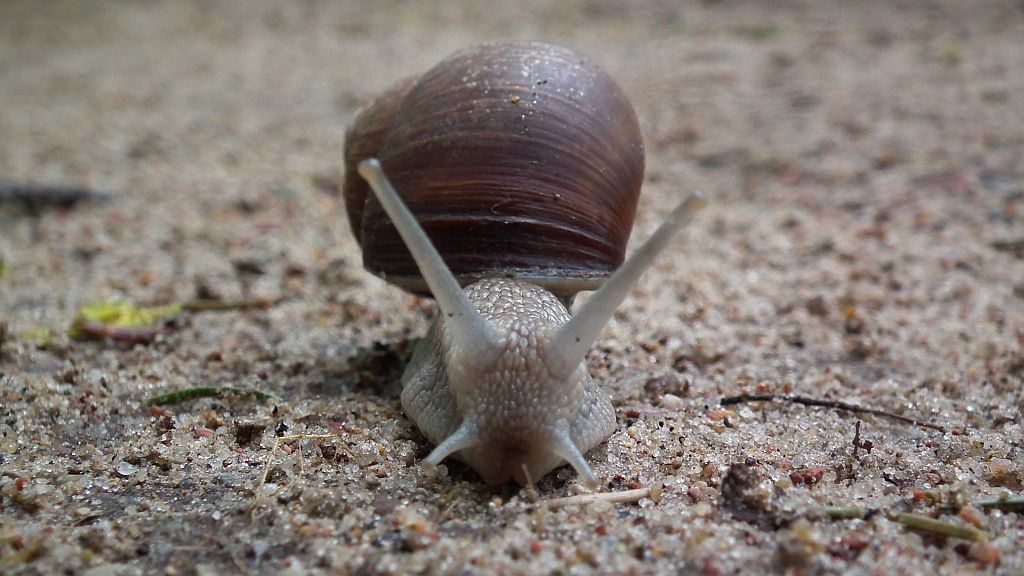 Ślimak winniczek (Helix pomatia)